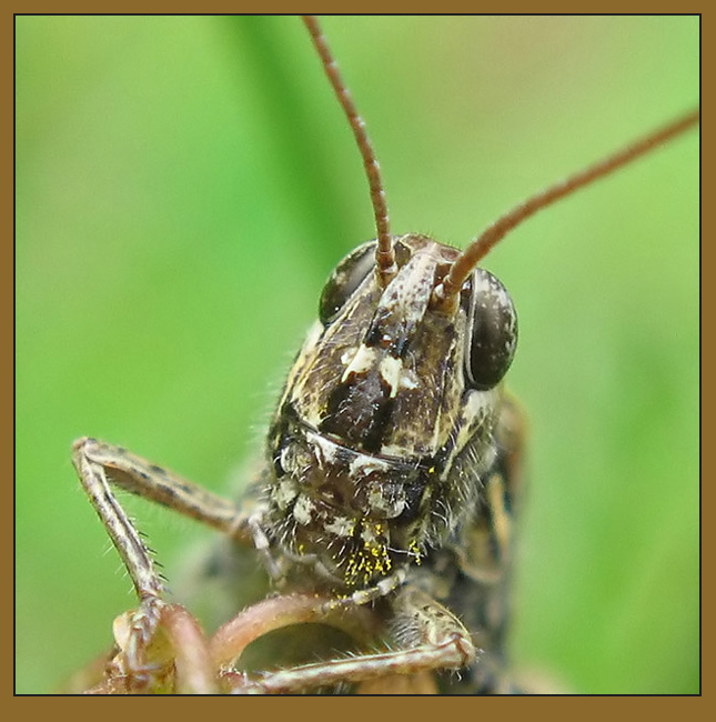 photo "~Grasshopper`s portrait~" tags: macro and close-up, 