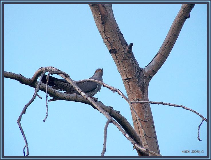 photo "-Tell, a cuckoo..." tags: nature, wild animals