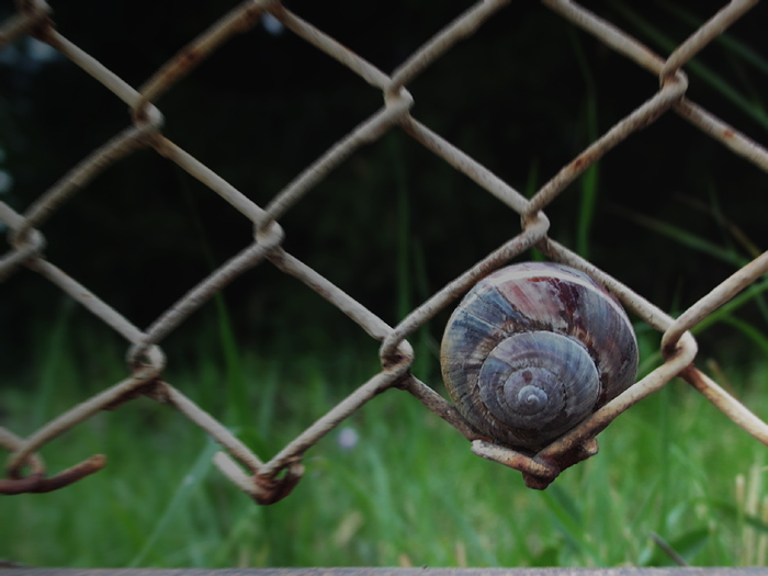 photo "home" tags: nature, genre, 