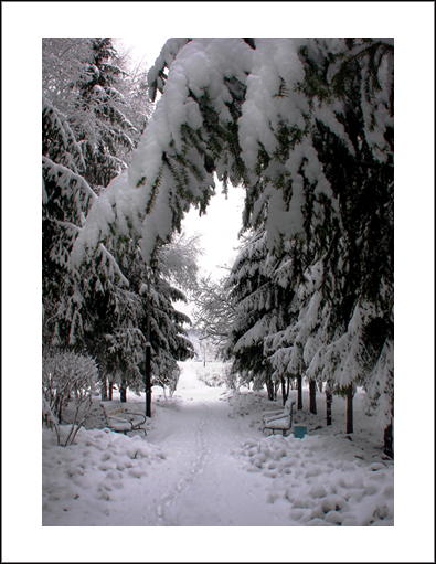 photo "Winter avenue" tags: landscape, winter