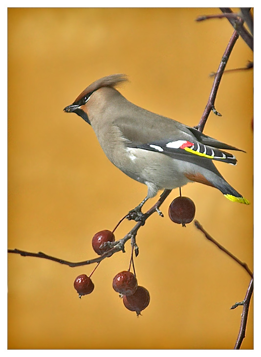 photo "Bombycilla" tags: nature, wild animals