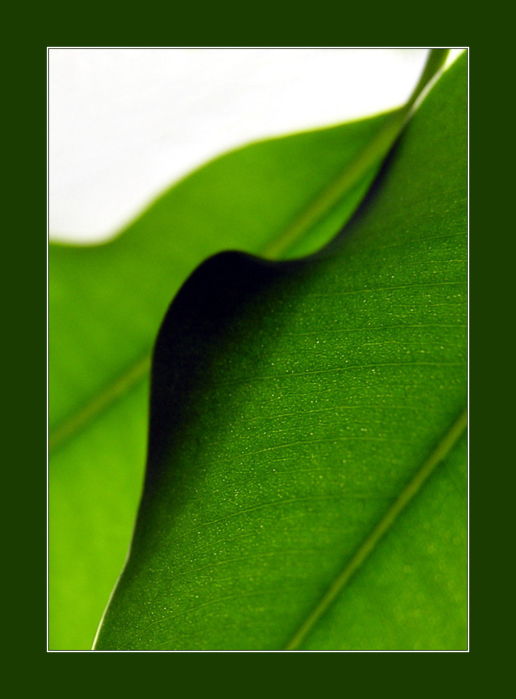 photo "leaves" tags: nature, abstract, flowers