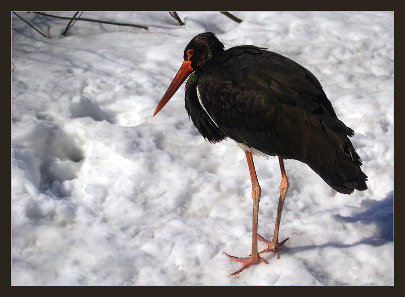 photo "For the present cool" tags: nature, portrait, wild animals