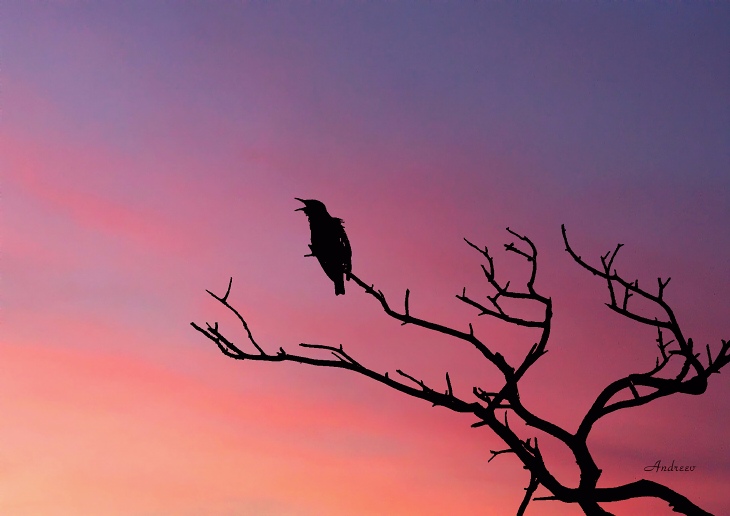 photo "Untitled photo" tags: nature, landscape, sunset
