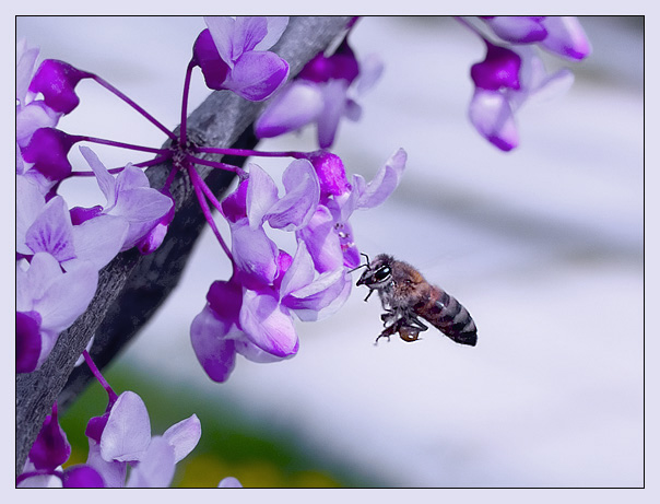 photo "For those who has missed on spring..." tags: nature, insect