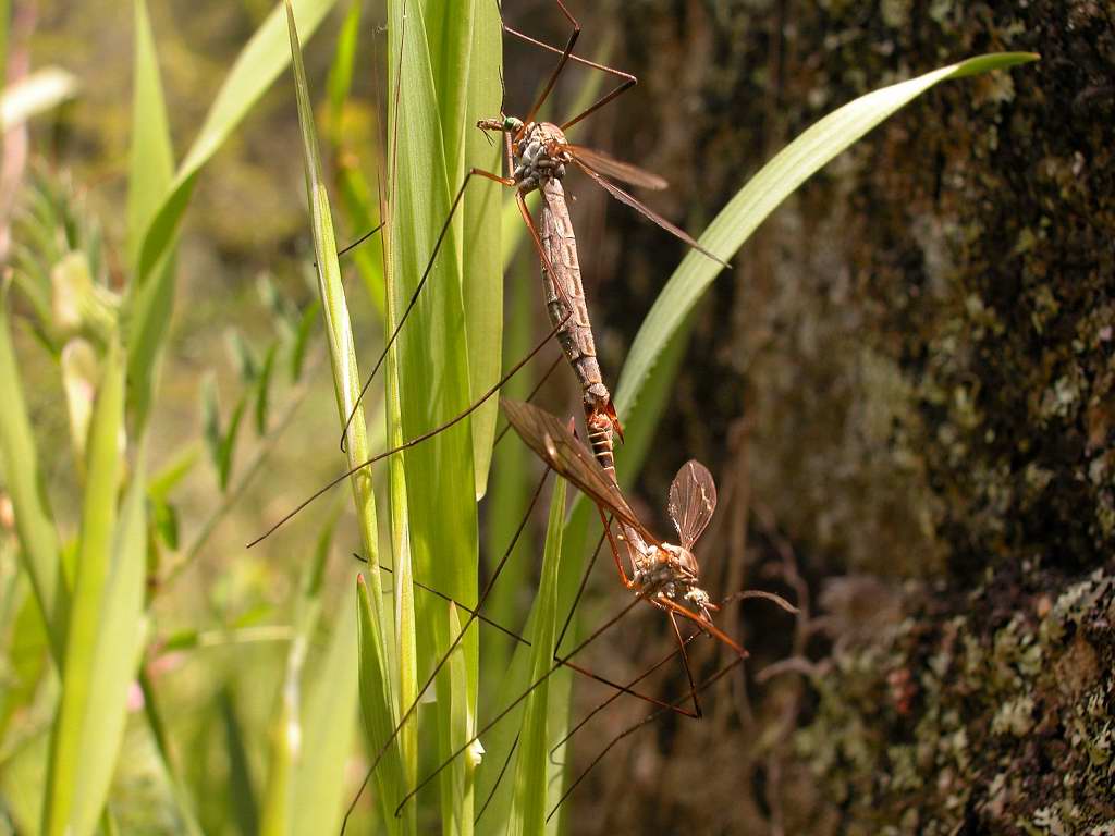 photo "Mosquitos" tags: nature, macro and close-up, insect