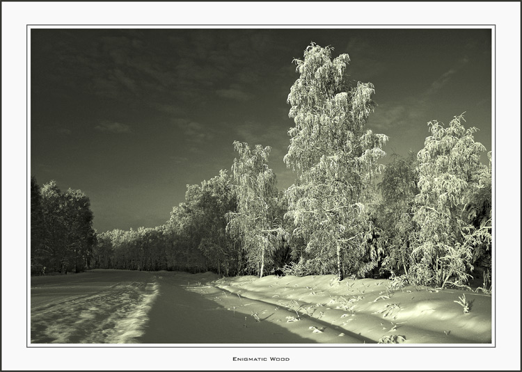 фото "Enigmatic Wood" метки: пейзаж, зима, лес