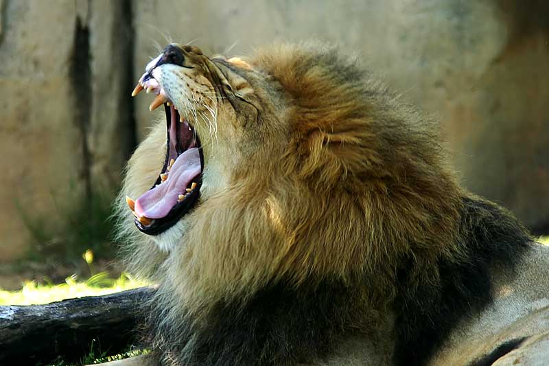 photo "Open Wide" tags: nature, wild animals