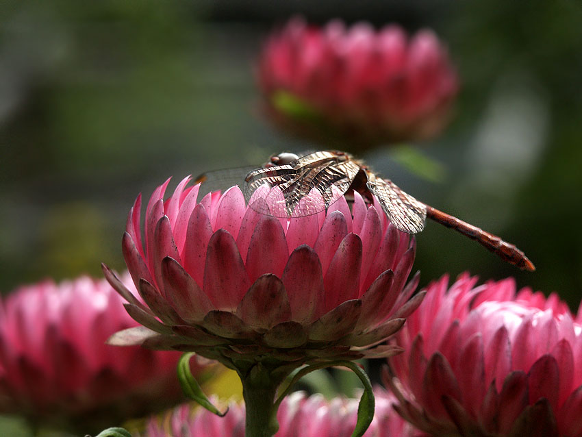 photo "hug" tags: nature, insect