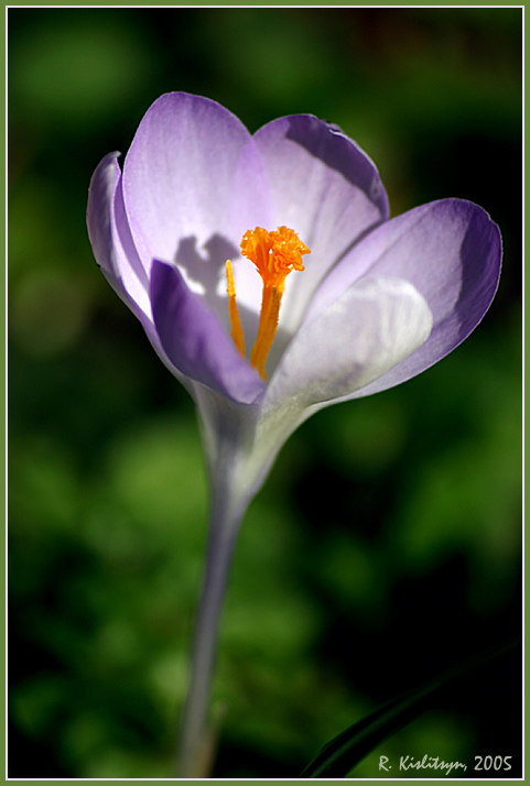 photo "Crocus" tags: nature, flowers