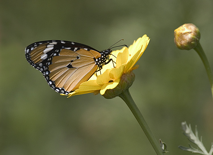 photo "Spring is here 2" tags: nature, insect