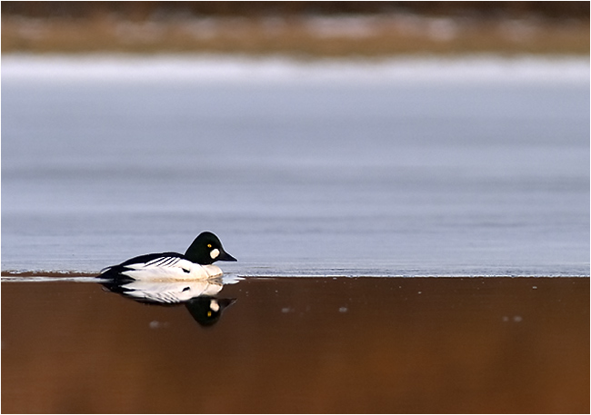 фото "Golden eye" метки: природа, портрет, дикие животные