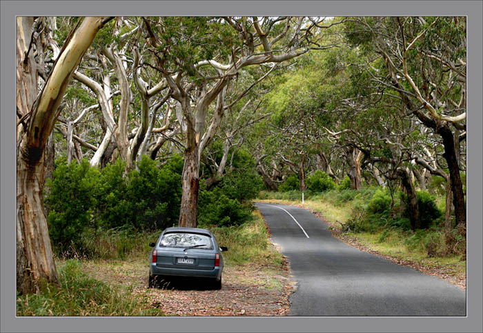 фото "Эвкалиптовая дорога." метки: путешествия, Австралия