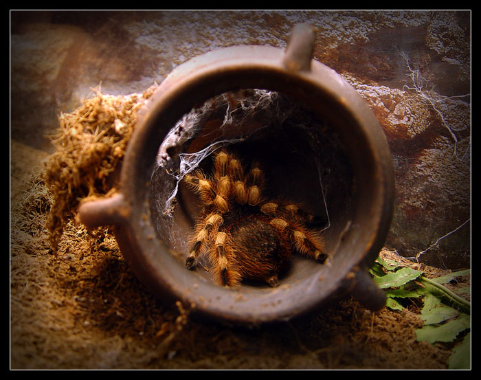 photo "Who-who in a tower lives?...)" tags: nature, insect, wild animals