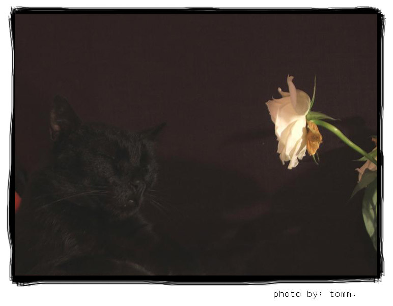 photo "Night-cat" tags: misc., 