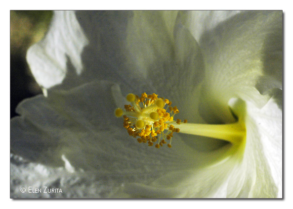 photo "Ordinary flower" tags: macro and close-up, 