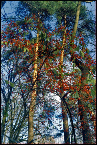 photo "Red on blue" tags: nature, landscape, flowers, forest