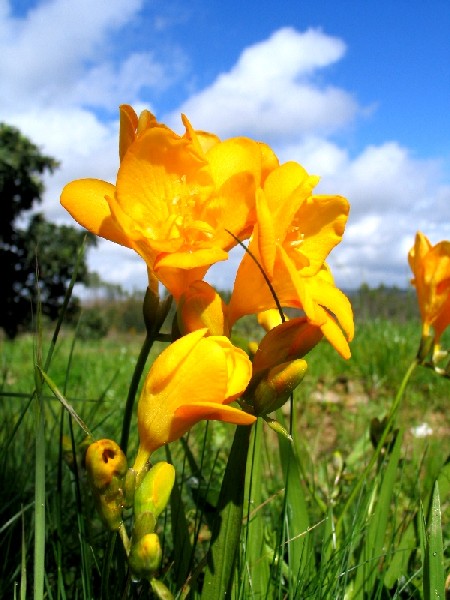 photo "sunny morning" tags: macro and close-up, 