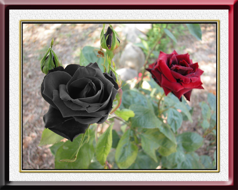 фото "The black & red Rose" метки: природа, цветы