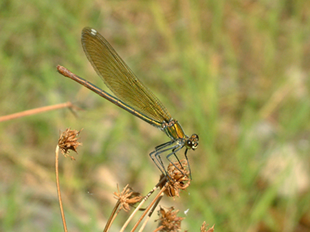 фото "Calopteryx virgo (Linnaeus, 1758)" метки: природа, макро и крупный план, насекомое