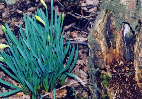 photo "Old For New" tags: nature, flowers