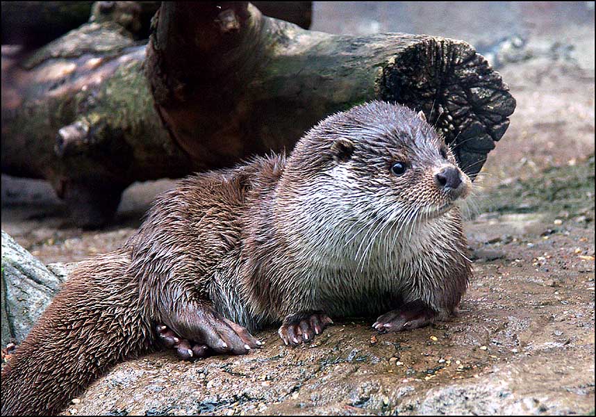 photo "Thе otter" tags: nature, portrait, wild animals