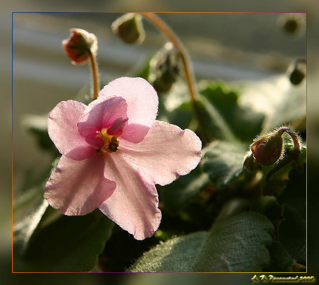 photo "Pink violet" tags: macro and close-up, nature, flowers
