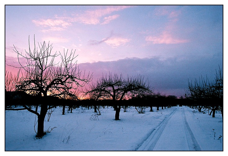 photo "The orchard ..." tags: nature, 