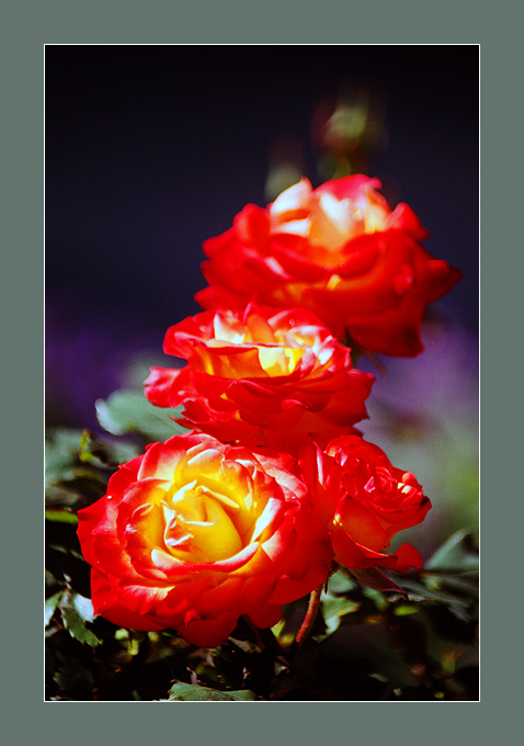 photo "Roses" tags: still life, nature, 
