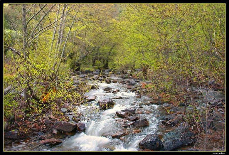 photo "Spring is here" tags: landscape, forest