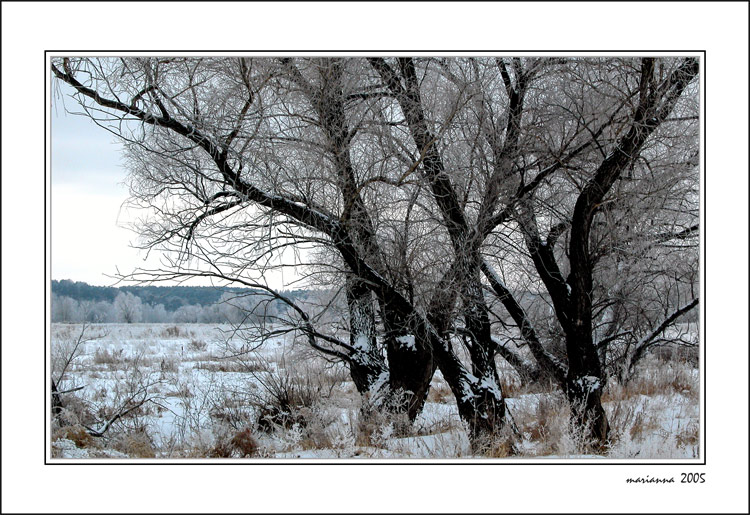 photo "Bouquet" tags: misc., landscape, winter