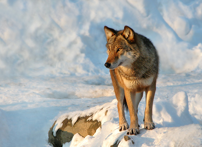 photo "Wolf" tags: nature, wild animals