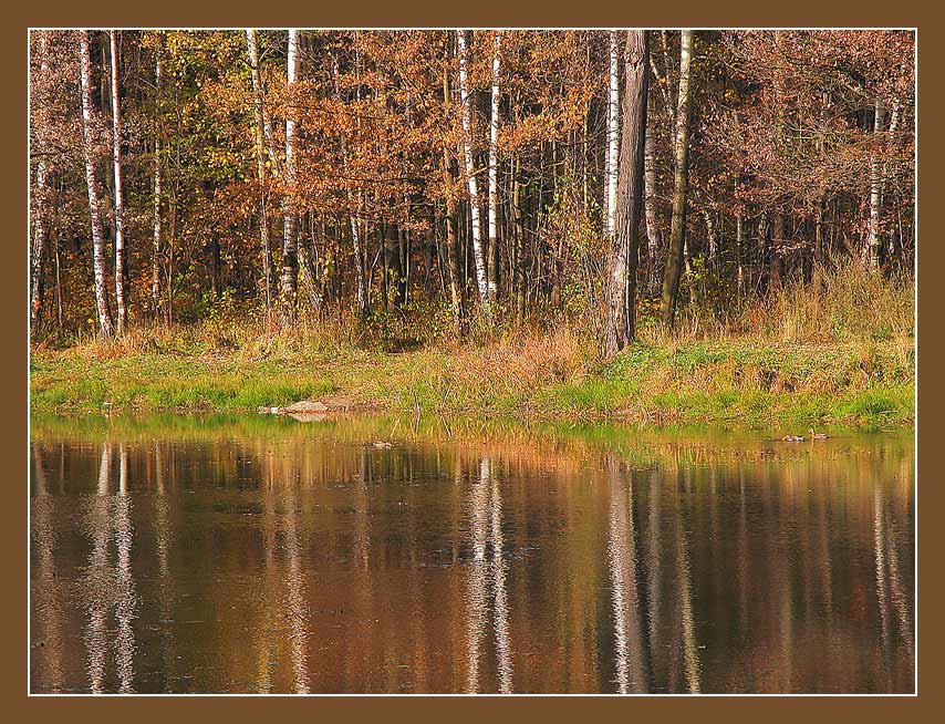photo "silence" tags: landscape, autumn, forest