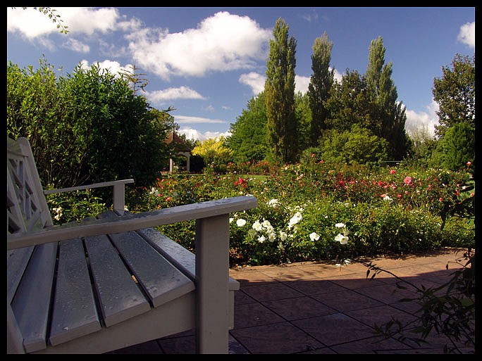 photo "Rose garden in Hamilton" tags: nature, landscape, flowers, summer