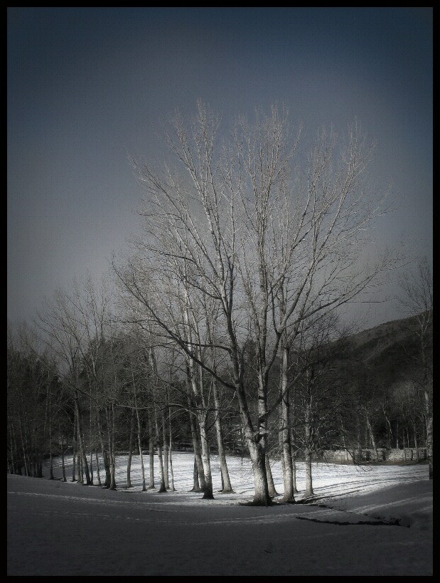 фото "White trees" метки: природа, цветы