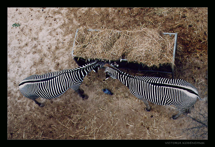 photo "Lunch" tags: nature, wild animals