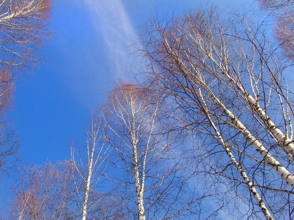 photo "Heavenly still-life c birches" tags: still life, 