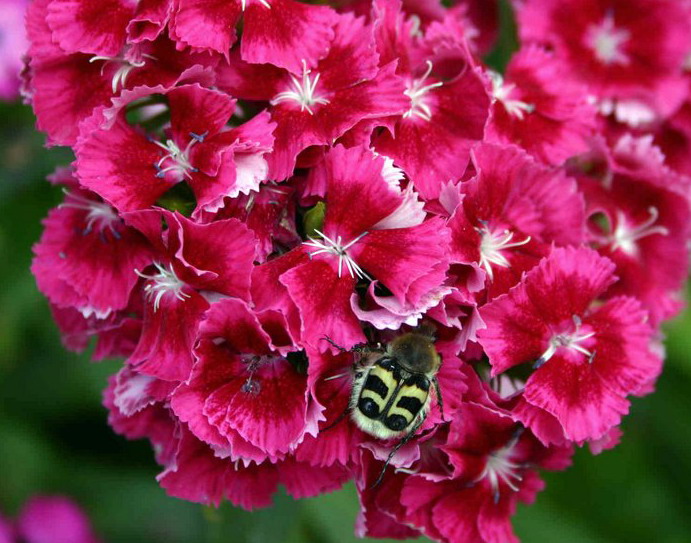 photo "*" tags: nature, flowers, insect