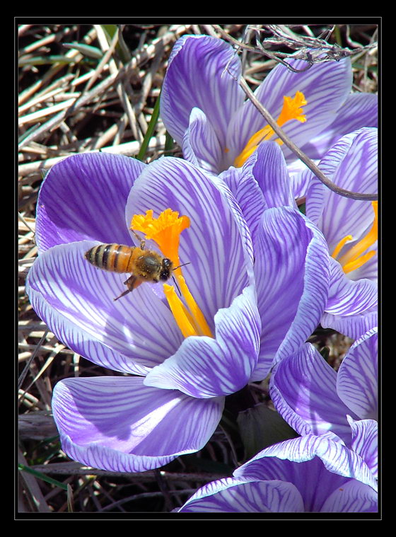 photo "Classic spring flower :)" tags: nature, macro and close-up, flowers