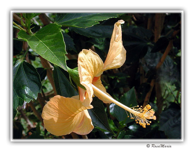 photo "Yelow Hibiscus" tags: nature, macro and close-up, flowers