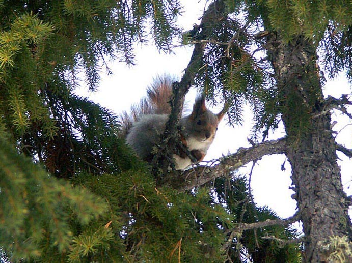 photo "Squirrel on spruce." tags: nature, wild animals