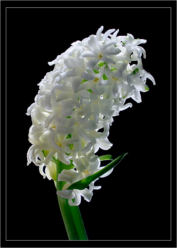 photo "Hyacinth (Criticism is welcome)" tags: nature, flowers