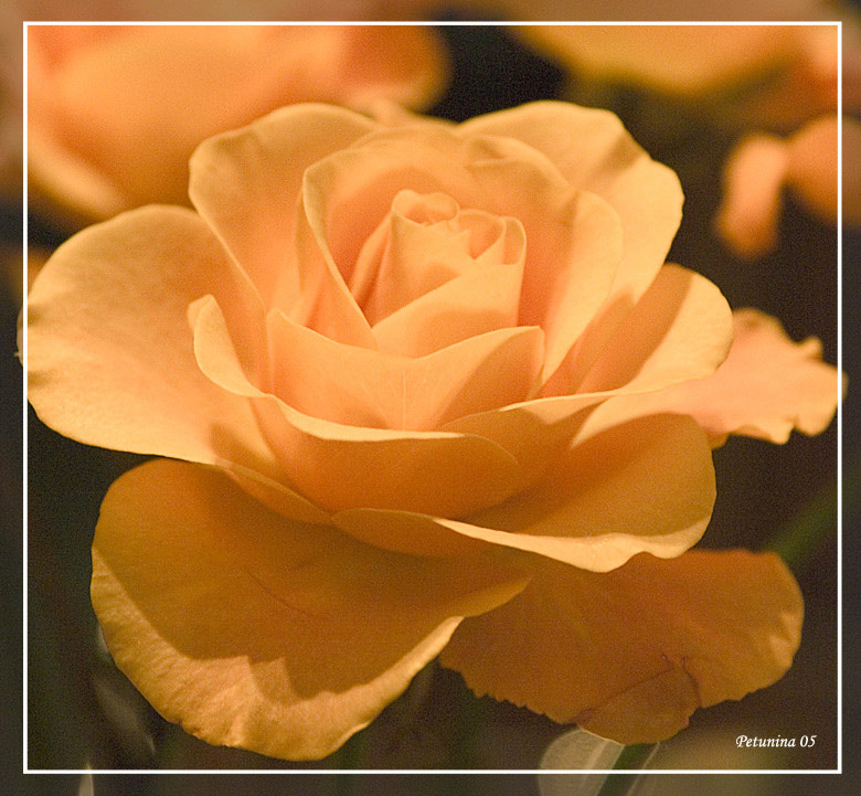 photo "Peachy and creamy" tags: nature, macro and close-up, flowers