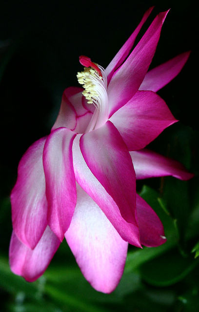 photo "Cactus Flower" tags: macro and close-up, nature, flowers