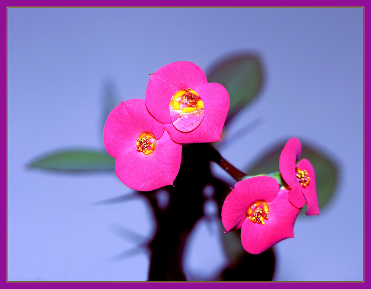 фото "кактус" метки: природа, макро и крупный план, цветы