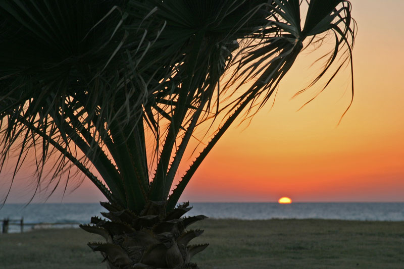 photo "Palm" tags: landscape, sunset, water