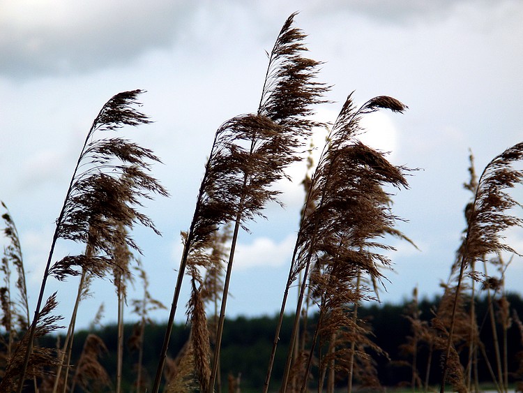 photo "Herbs" tags: landscape, 