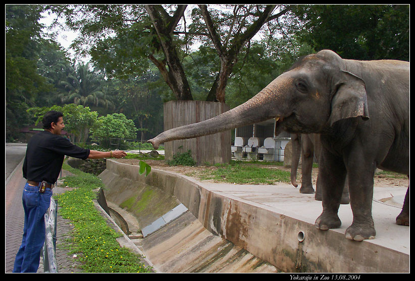 photo "in Zoo..." tags: nature, genre, wild animals