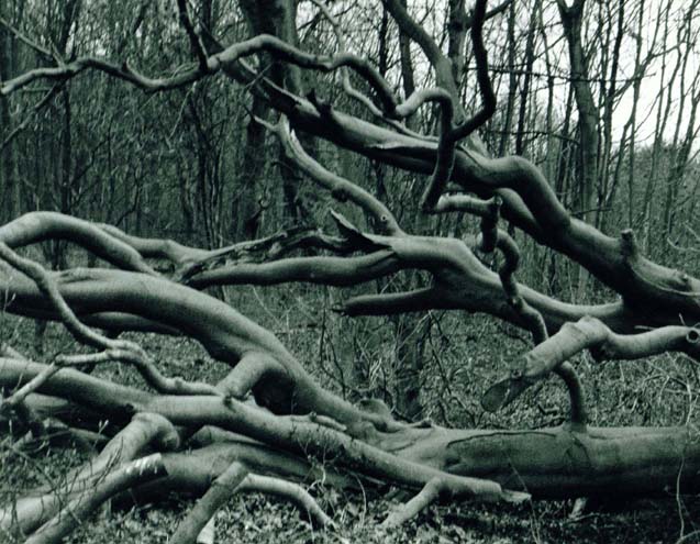 фото "Death of a Tree No 1." метки: пейзаж, 