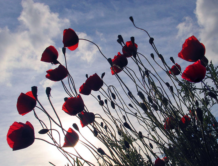 photo "Poppies" tags: nature, flowers